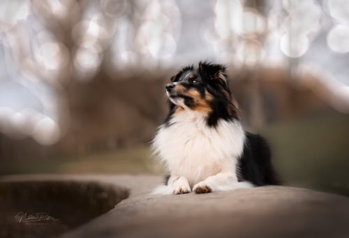 DSC_0516