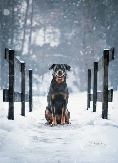 DSC_4121-Schnee-L