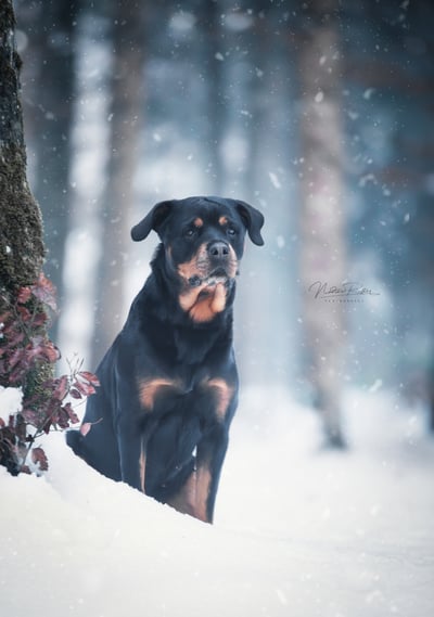 DSC_4569-Schnee-L