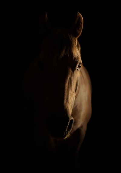 DSC_6435-O