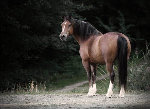 DSC_7585-L