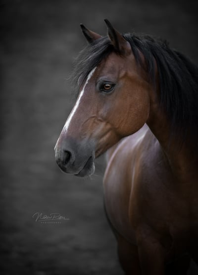 DSC_7810-L-SW