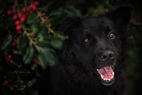 DSC_8951-L