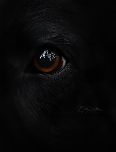 DSC_9603-L